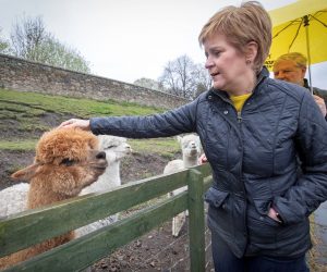 Scotland's First Minister and SNP leader Sturgeon campaigns for 2021 Scottish parliament election in Edinburgh Scotland's First Minister and leader of the Scottish National Party (SNP), Nicola Sturgeon meets the alpacas during a visit to LOVE Gorgie Farm in Edinburgh, Scotland, Britain May 4, 2021, ahead of the upcoming Scottish Parliament election. Jane Barlow/Pool via REUTERS POOL