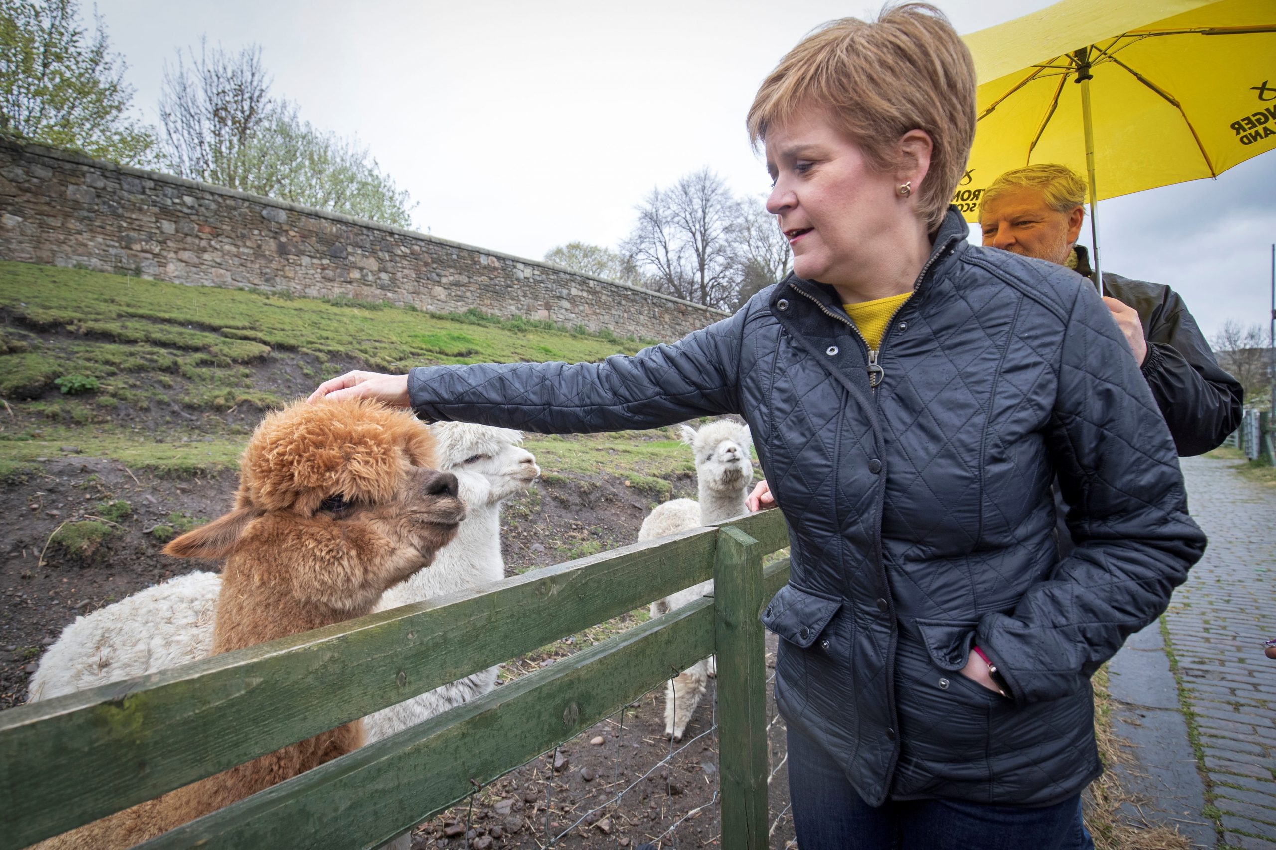 Scotland's First Minister and SNP leader Sturgeon campaigns for 2021 Scottish parliament election in Edinburgh Scotland's First Minister and leader of the Scottish National Party (SNP), Nicola Sturgeon meets the alpacas during a visit to LOVE Gorgie Farm in Edinburgh, Scotland, Britain May 4, 2021, ahead of the upcoming Scottish Parliament election. Jane Barlow/Pool via REUTERS POOL