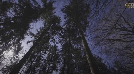 Velika Britanija: Stara šumska područja i dalje trebaju zaštitu