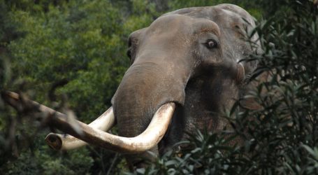 Krdo slonova i dalje luta kineskom provincijom Yunnan, ne zna se zašto su napustili stanište