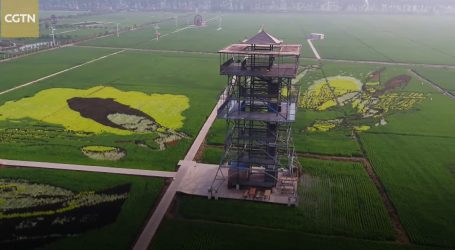 Umjetnici stvorili raznobojno rižino polje u Kini, koristili su devet sorti riže