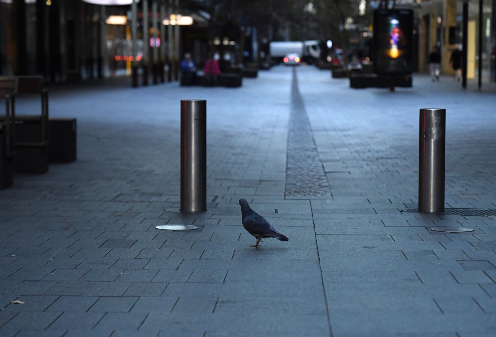 epa09375685 A pigeon at a near empty Pitt Street Mall in the central business district (CBD) in Sydney, New South Wales (NSW), Australia, 29 July 2021. NSW recorded 236 new locally acquired cases of COVID-19 in the 24 hours to 8pm last night.  EPA/MICK TSIKAS  AUSTRALIA AND NEW ZEALAND OUT