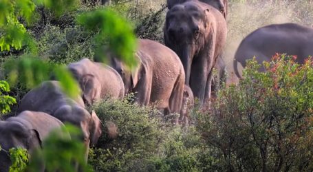 Pogledajte kratki dokumentarac o krdu slonova koje i dalje luta Kinom