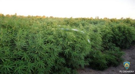 Kod Zadra otkrivena ogromna plantaža marihuane, pogledajte video