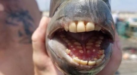 Nije fotomontaža: Amerikanac ulovio ribu s ‘ljudskim zubima’