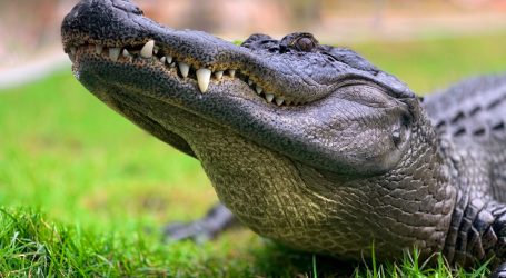 Aligator napao čovjeka na Floridi, još tragaju za životinjom