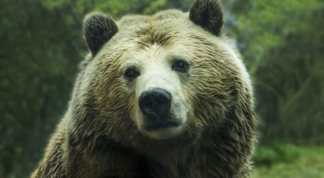 Htio je pomoći ‘preplašenom stanovništvu’: Ruski milijunaš ubio čovjeka, kaže da je ‘bio siguran’ da je medvjed