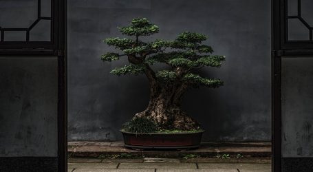 Umjetnik iz New Jerseya godinama izrađuje umjetna bonsai drvca