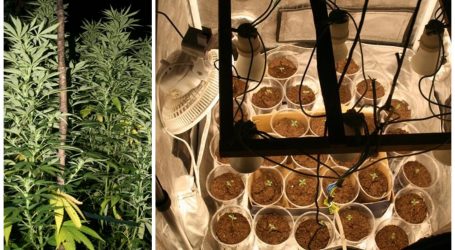Dvije djevojke i mladić uhićeni prilikom zalijevanja nasada marihuane: U pet laboratorija pronađeno 18 kg ‘trave’