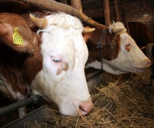 Bruxelles, 16.04.2012 - Arhivska fotografija od dana 17.02.2006. godine prikazuje krave u tali u Ivankovu za koje se sumnjalo da su zaraene kravljim ludilom. Nova stoèna bolest koja je prole godine izbila u zapadnoj Europi i koja osobito pogaða tek okoæene ivotinje, mogla bi se u ovogodinjem razdoblju okota proiriti na rubna podruèja zemalja koje su prole godine bile pod najjaèim udarom, kau znanstvenici. 
foto FaH /t