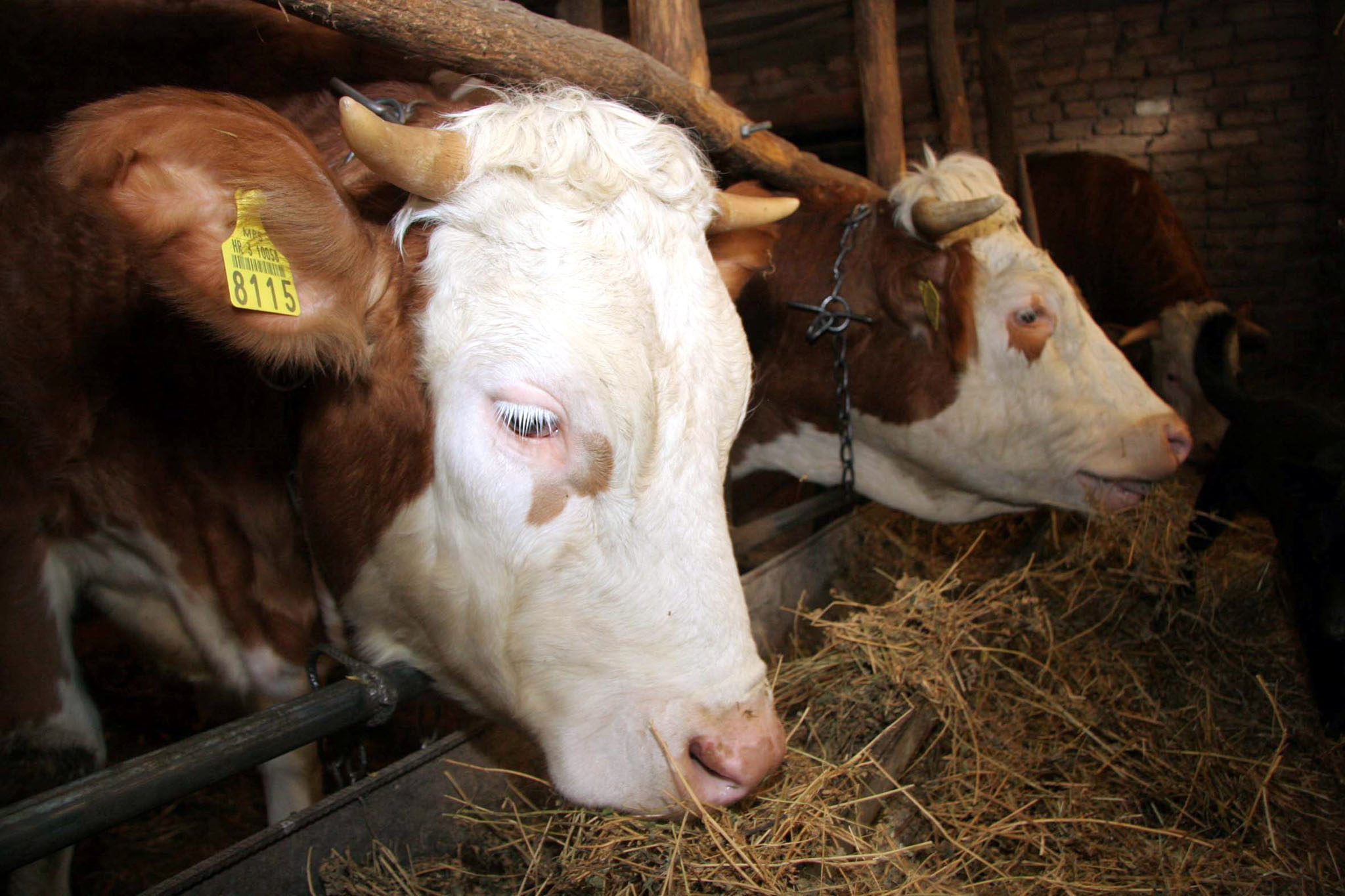 Bruxelles, 16.04.2012 - Arhivska fotografija od dana 17.02.2006. godine prikazuje krave u tali u Ivankovu za koje se sumnjalo da su zaraene kravljim ludilom. Nova stoèna bolest koja je prole godine izbila u zapadnoj Europi i koja osobito pogaða tek okoæene ivotinje, mogla bi se u ovogodinjem razdoblju okota proiriti na rubna podruèja zemalja koje su prole godine bile pod najjaèim udarom, kau znanstvenici. 
foto FaH /t