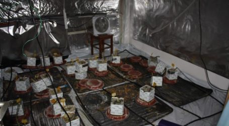 Laboratorij na Trešnjevci: Dvije žene u stanu uzgajale marihuanu, uhićene su