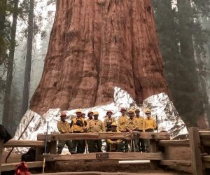 epa09474401 A handout photo made available by the National Park Service shows firefighters posing next to The General Sherman Tree after wrapping it in fire-resistant structural wrap amid the KNP Complex Fire within the Sequoia National Forest near Three Rivers, California, USA, 17 September 2021. The KNP Complex Fire, comprising the Colony and Paradise Fires, has already scorched more than 4,600 hectares and is threatening the giant sequoia known as General Sherman, the biggest tree in the world.  EPA/National Park Service HANDOUT  HANDOUT EDITORIAL USE ONLY/NO SALES