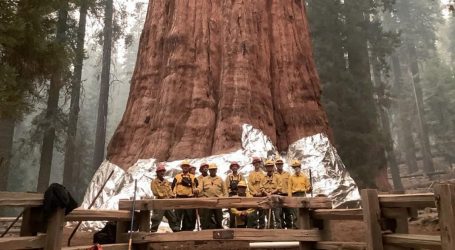 Požari ozbiljno zaprijetili: Vatrogasci vatrootpornim zaštitnim pokrivačima omotali najviša stabla na svijetu