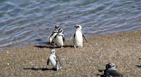 Argentina: Nakon rehabilitacije, mladi Magellanovi pingvini vraćeni u divljinu