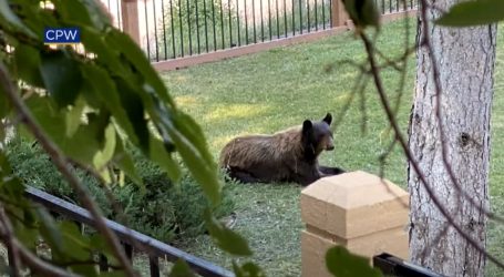 Medvjed koji je odmarao u dvorištu kuće u Denveru bit će vraćen u divljinu