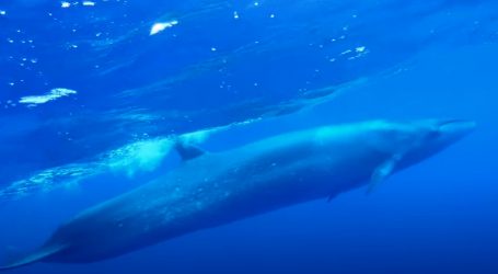 Lubanja uginulog kita teška je 800 kilograma, postat će dio muzejskog postava