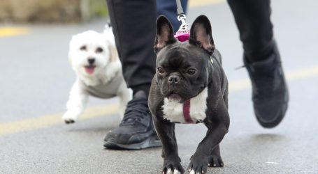 U Njemačkoj obračun godišnjeg poreza na pse pokazao da je sve više vlasnika pasa