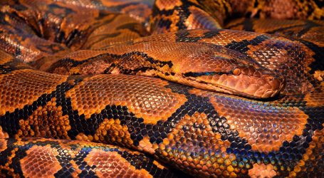 Prvi korak prema lijeku: Otrovom brazilske zmije u borbu protiv covida-19?