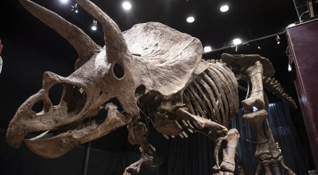 Patagonski fosili pokazuju da je jurski dinosaur imao mentalitet krda