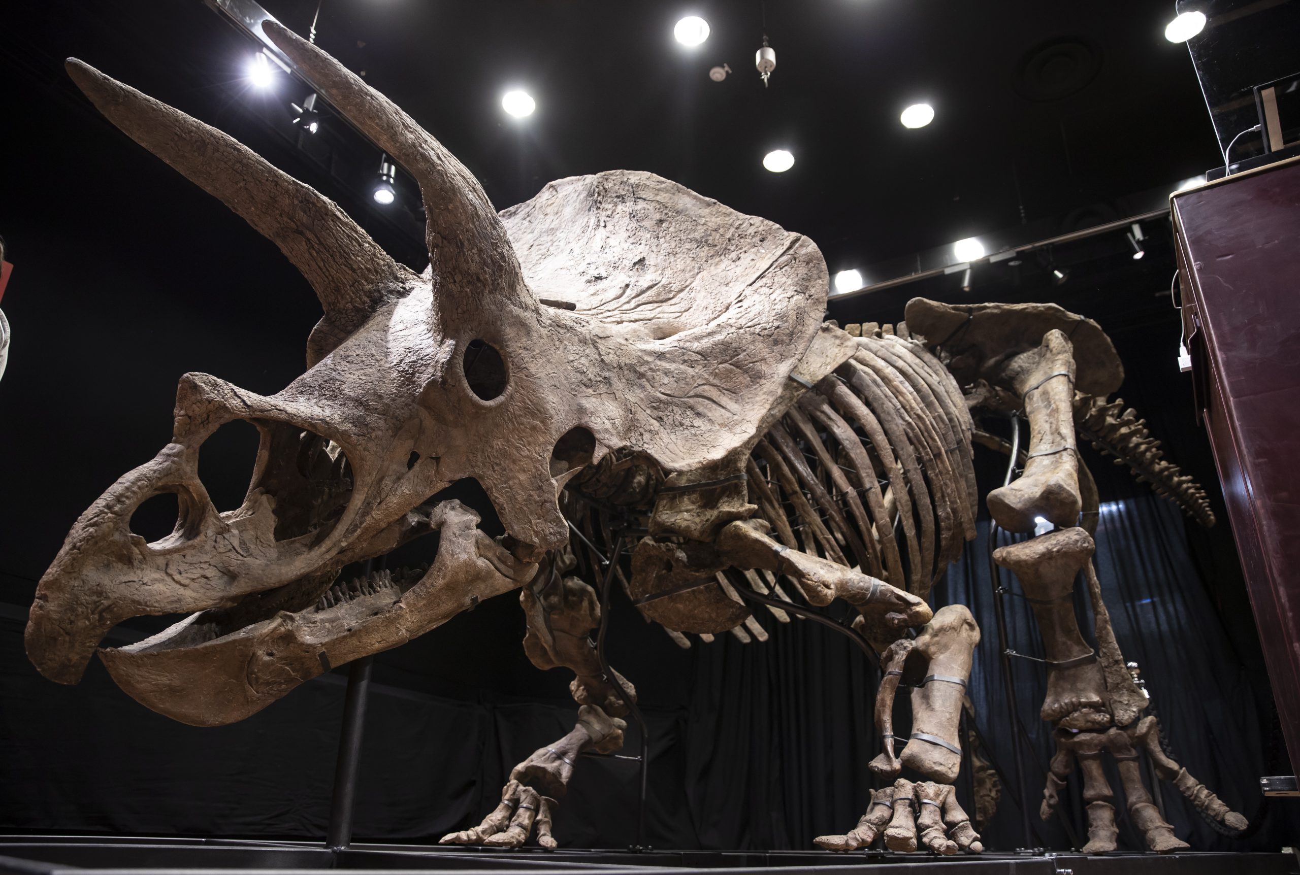 epa09536401 General view of the skeleton of a fossilized Triceratops dinosaur at the Drouot auction house in Paris, France, 21 October 2021. The skeleton of a Triceratops, an over 66 million years old dinosaur, knicknamed 'Big John', has sold at auction at the Drouot Auction House, fetching a total of 5.5 million euros.  EPA/IAN LANGSDON