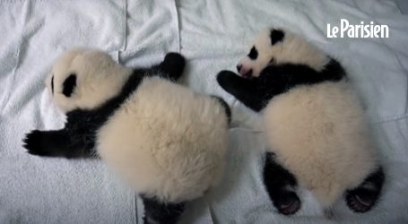 Mlade pande u francuskom zoološkom vrtu imaju dva mjeseca, sada o njima brine majka