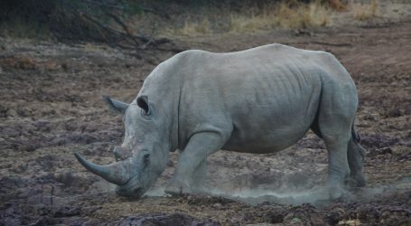 Uginuo ‘Nono Toby’, najstariji bijeli nosorog na svijetu