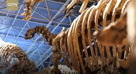 Kineski arheolozi nastavljaju s iskapanjem fosilnih ostataka dinosaura