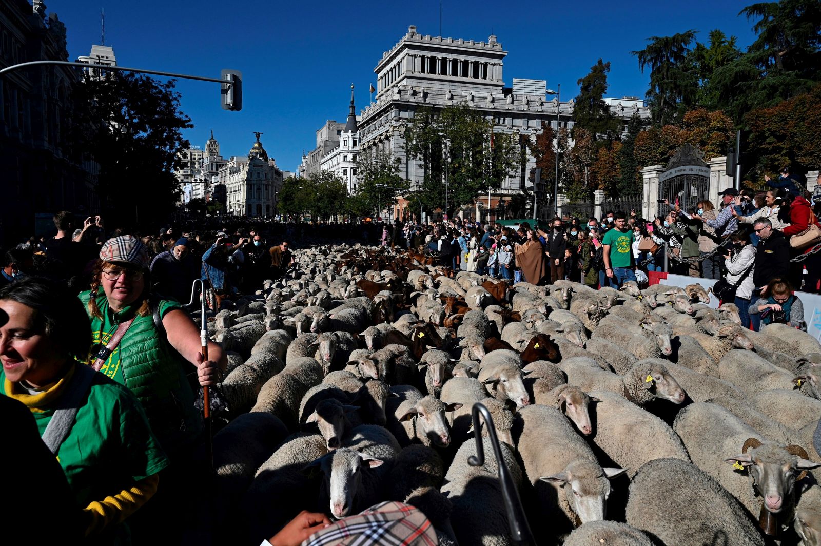 epa09543094 One thousand Merino sheep and one hundred Retinta goats from the flock of the Mesta Council are walking the streets of downtown Madrid, central Spain, 24 October 2021, during the Feast of Transhumance, a tradition during which cattle breeders use ancient livestock trails.  EPA/FERNANDO VILLAR