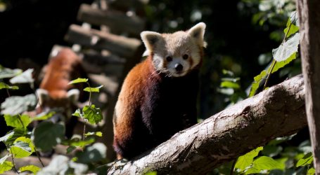 Dan crvenih pandi: U Zoološkom vrtu grada Zagreba u nedjelju poseban program