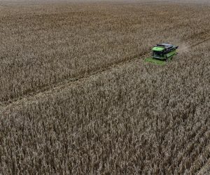 11.11.2021., Osijek - Maglovito i prohladno jutro nije sprijecilo poljoprivrednike u vrsidbi kukuruza na poljima Slavonije. Photo: Davor Javorovic/PIXSELL
