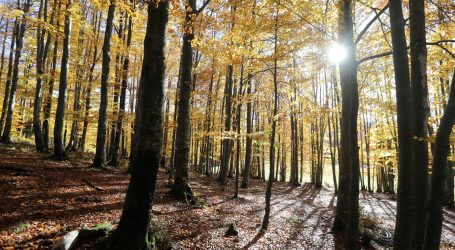 Članice EU protive se prijedlogu EK koja želi zaštititi šume