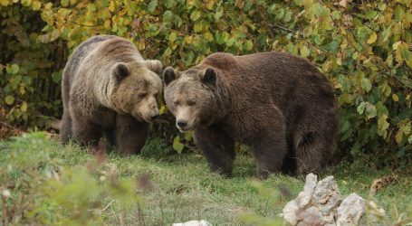 WWF: Lika i Gorski kotar pozitivan su primjer suživota čovjeka i medvjeda