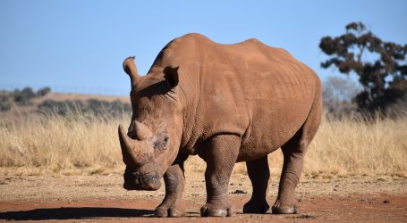 Rezervat u Južnoj Africi posjetiteljima otkriva svijet nosoroga
