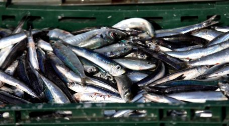 Poznata plava riba u teškom stanju u Mediteranu: Sve je manja i sve kraće živi