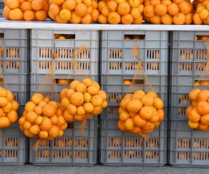 10.11.2020., Sibenik - Proizvodjaci iz doline Neretve na sve vise lokacija po Dalmaciji dovoze i prodaju svoje svjeze agrume. U ponudi su mandarine, klementine i limun.
Photo: Hrvoje Jelavic/PIXSELL