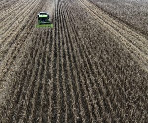 11.11.2021., Osijek - Maglovito i prohladno jutro nije sprijecilo poljoprivrednike u vrsidbi kukuruza na poljima Slavonije. Photo: Davor Javorovic/PIXSELL