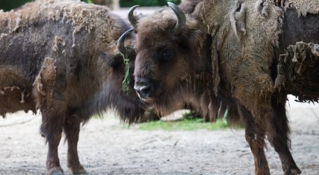 Vratili se: U Europi živi nekoliko tisuća bizona