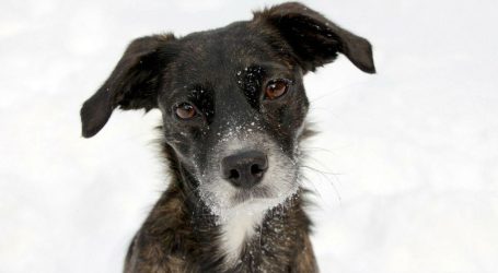 Prijatelji životinja: “Godišnje se u Hrvatskoj napusti više od deset tisuća pasa, ne kupujmo ih”
