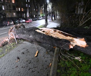 epa09717487 View of a tree that fell due to strong winds in the night in Szczecin, northwestern Poland, 29 January 2022. The Institute of Meteorology and Water Management issued warning against strong winds in Poland.  EPA/Marcin Bielecki POLAND OUT