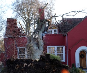 epa09717750 A knocked down a tree sits on a house in the aftermath of Storm Malik, in Charlottenlund, Denmark, 30 January 2022.  EPA/Keld Navntoft  DENMARK OUT