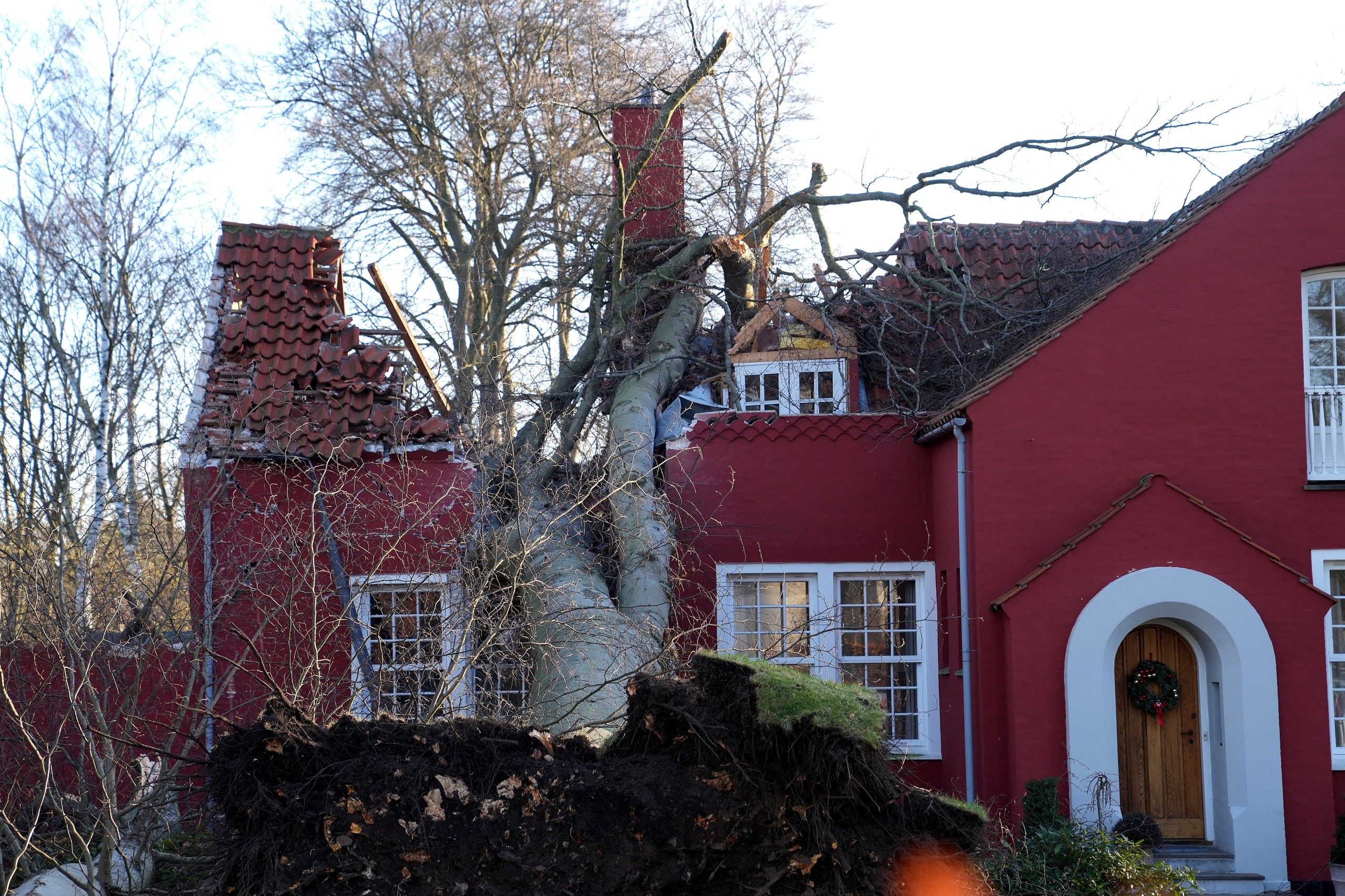 epa09717750 A knocked down a tree sits on a house in the aftermath of Storm Malik, in Charlottenlund, Denmark, 30 January 2022.  EPA/Keld Navntoft  DENMARK OUT