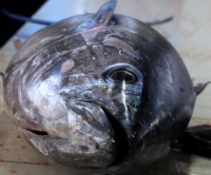 02.04.2021.,Sibenik-Na Veliki Petak ponuda ribe na sibenskoj ribarnici.rPhoto: Dusko Jaramaz/PIXSELL