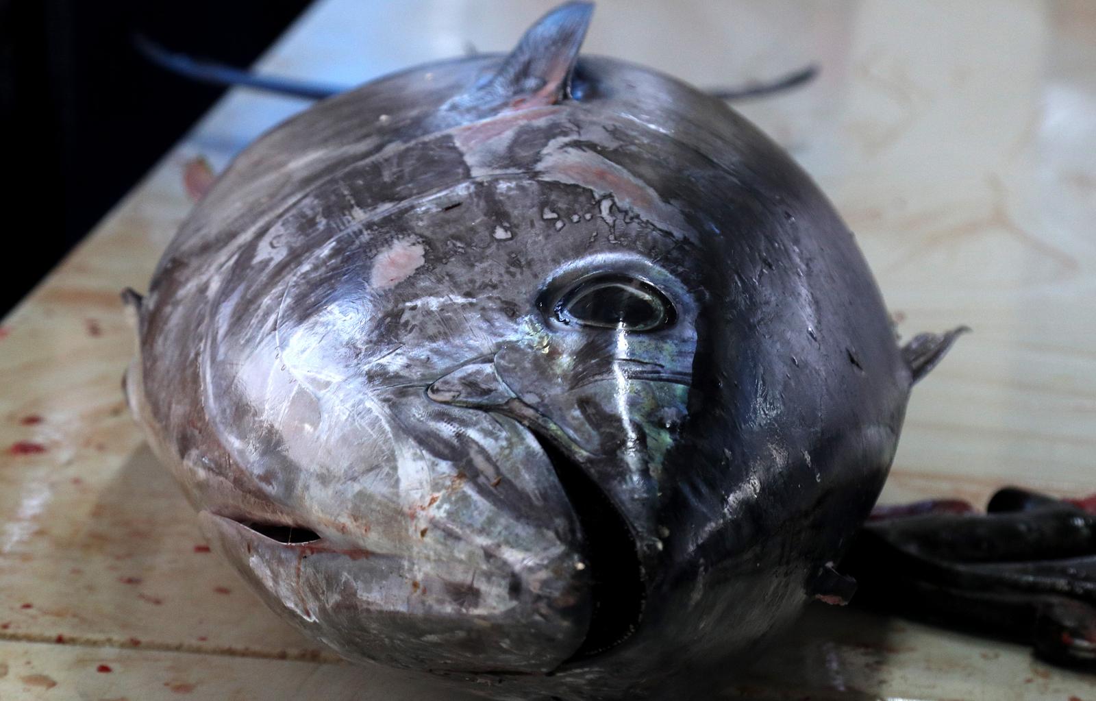 02.04.2021.,Sibenik-Na Veliki Petak ponuda ribe na sibenskoj ribarnici.rPhoto: Dusko Jaramaz/PIXSELL