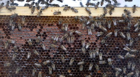Na prosvjedima pčelara u Čileu pčele izbole sedmero policajaca, uhićene četiri osobe