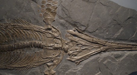 “Otkriće bez presedana”: Pronađeni ostaci deset metara dugačkog morskog grabežljivca ihtiosaura