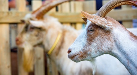 London: Koze na gradskoj farmi brste odbačene božićne jelke