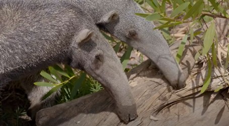Zoološki vrt u San Diegu prošle godine zabilježio ‘baby boom’