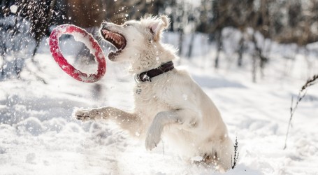 Central Park: Psi uživali u igri na snijegu