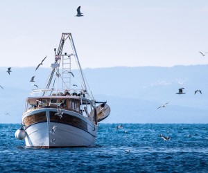 16.02.2021., Makarska - Galebovi okruzili ribarski brod koji uplovljava u makarsku luku."nPhoto: Milan Sabic/PIXSELL